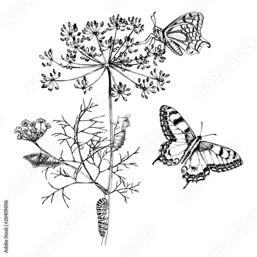 Metamorphosis of the Swallowtail - Papilio machaon - butterfly.
