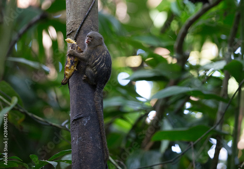Fotografie Pygmy marmoset taken in the amazonian jungle