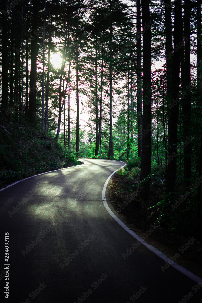 strada con curve che attraversa il bosco con luce che filtra da chioma