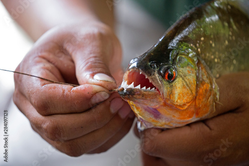 Hands holding a big piranha taken on Napa river, Ecuador photo