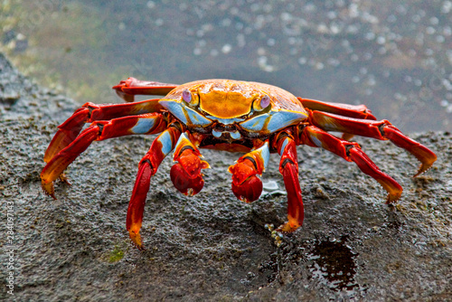 Sally Lightfoot crab on Galapagos Islands red