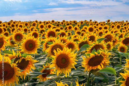 field of sunflowers