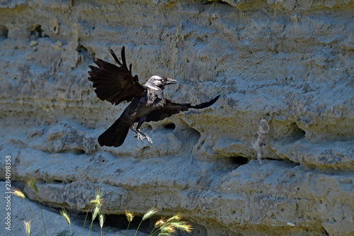 fliegende Dohle (Corvus monedula soemmeringi) - jackdaw photo