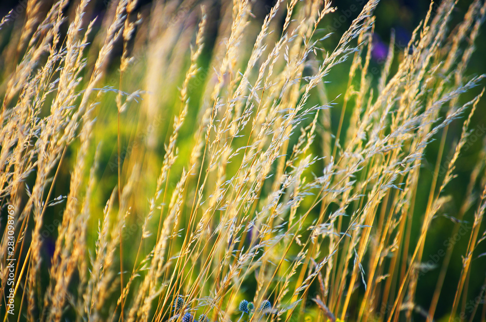 Fototapeta premium dry grass at sunset on a warm summer evening