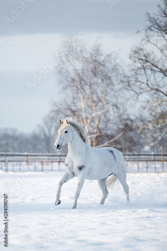 Ponys im Schnee © Ines Hasenau
