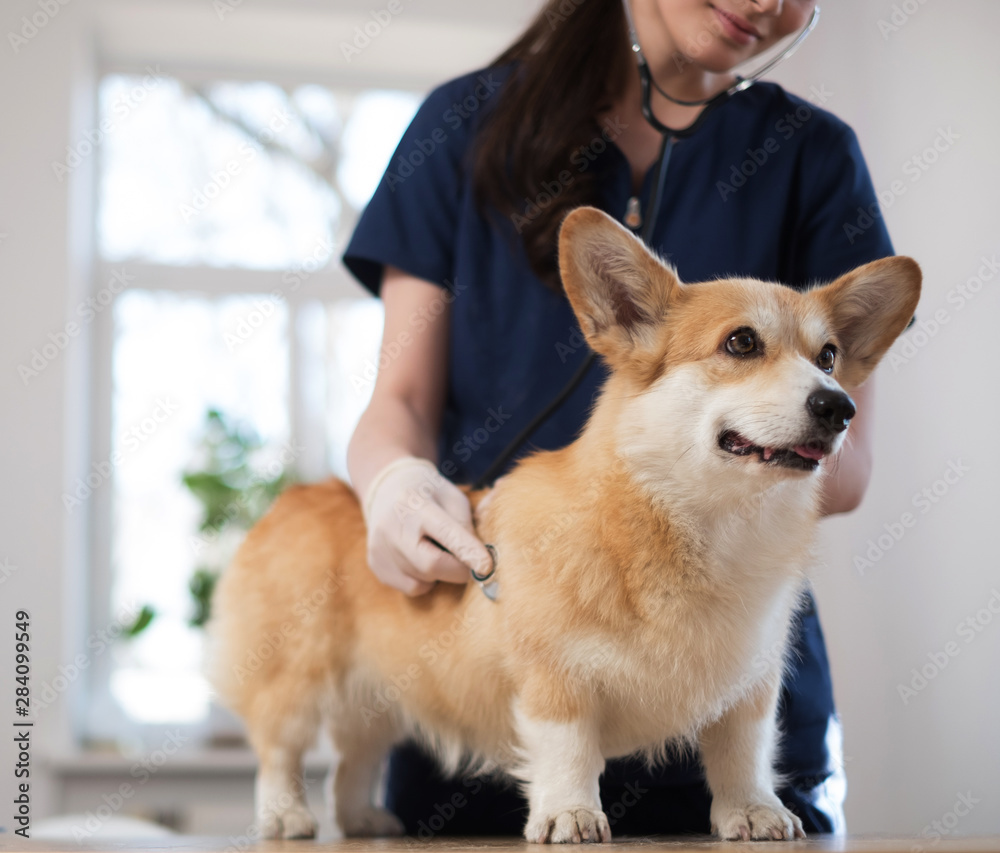 Veterinary surgeon and corgi dog at vet clinic Veterinary surgeon and corgi dog at vet clinic