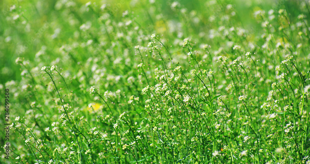 abstract background blossom flowers on field abstract background blossom flowers on field