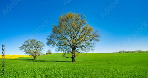 Oak Trees in Gree Field, Springtime Landscape under Blue Sky