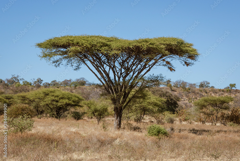 Umbrella acacia trees tend to be isolated from any other large plants in Botswana