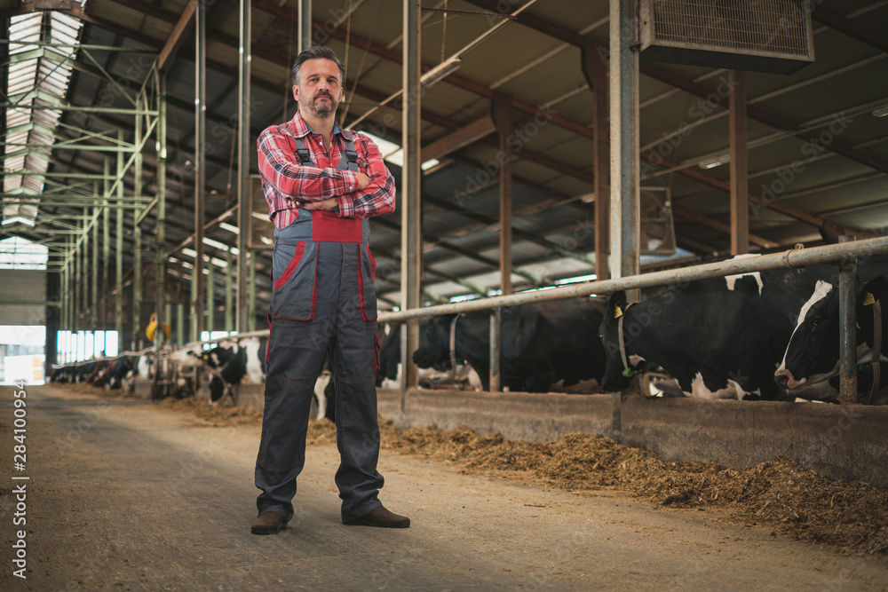 Farmer in a cowshed on a dairy farm. Farmer in a cowshed on a dairy farm.