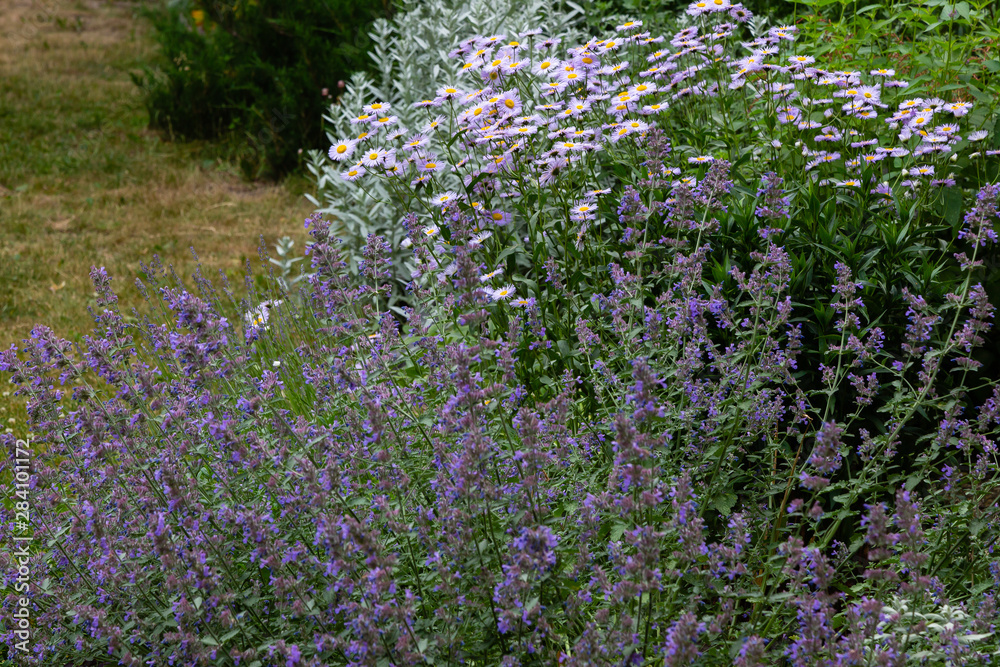 Obraz premium Flowers of Nepeta (лат. Nepeta cataria) in natural background