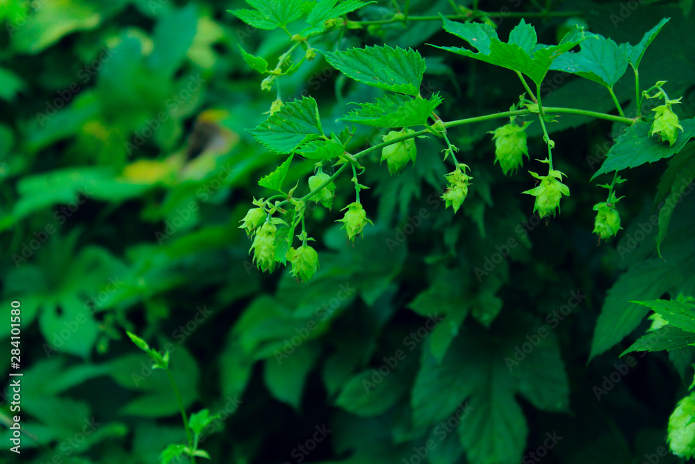 Autumn background. Nature, plants, seasons concept. Green leaves background. Autumn background. Nature, plants, seasons concept. Green leaves background.