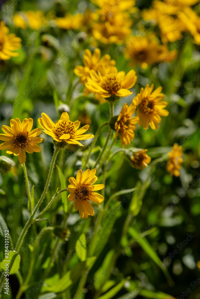 Arnica foliosa in garden. Yellow flowers Arnica foliosa. Medicinal plants in the garden. Arnica foliosa in garden. Yellow flowers Arnica foliosa. Medicinal plants in the garden.