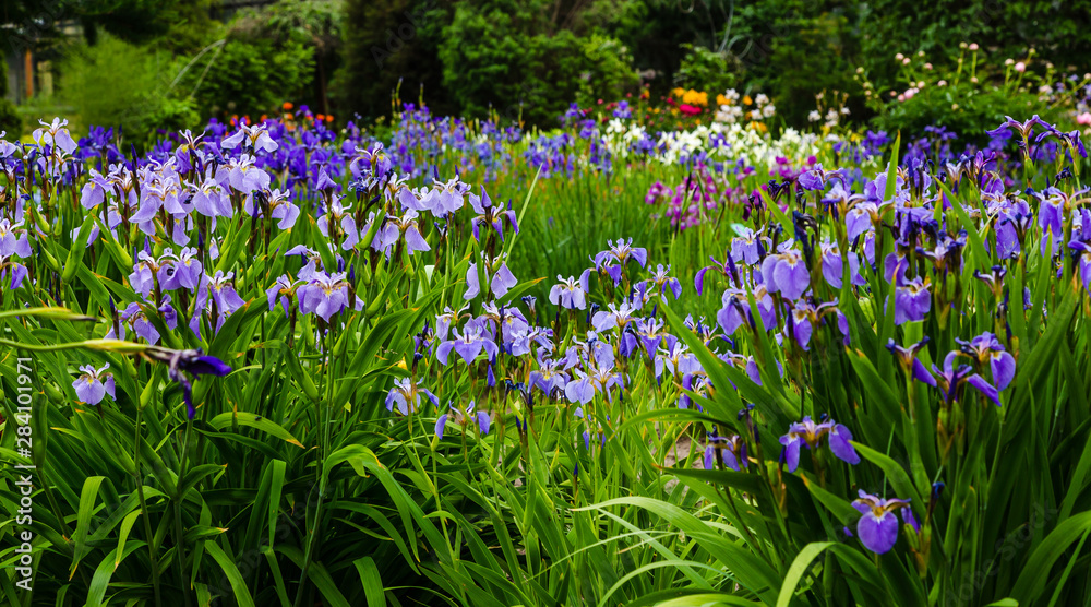 Group of blooming Siberian irises (iris sibirica) in the garden Group of blooming Siberian irises (iris sibirica) in the garden
