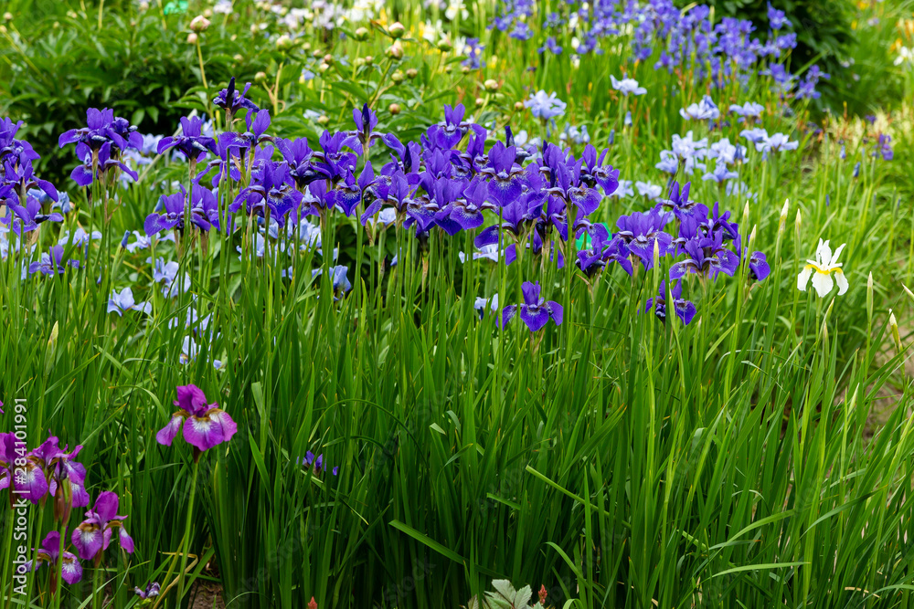 Group of blooming Siberian irises (iris sibirica) in the garden