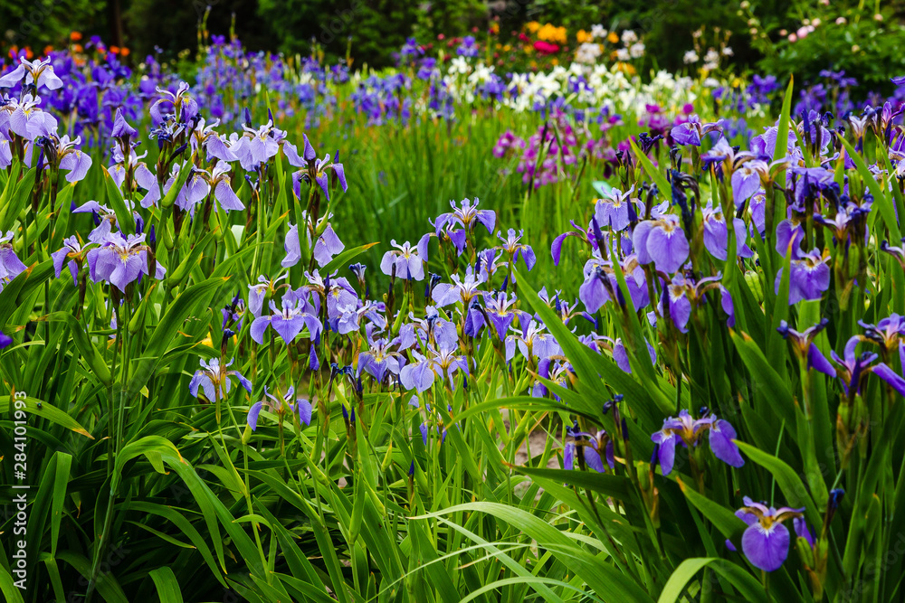 Group of blooming Siberian irises (iris sibirica) in the garden Group of blooming Siberian irises (iris sibirica) in the garden