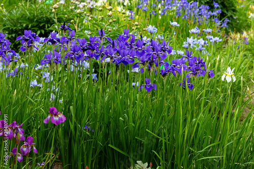 Group of blooming Siberian irises  iris sibirica  in the garden