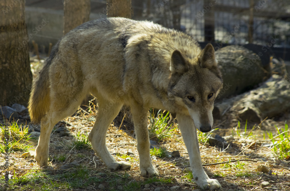 wolf in the zoo