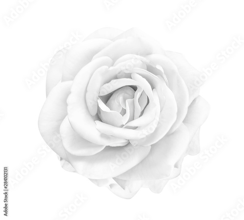 Single sweet fresh white or gray rose flowers blooming skin petal isolated on background with clipping path , beautiful natural patterns top view