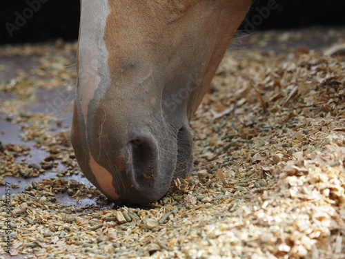 Принти на полотні Horse eating hard feed