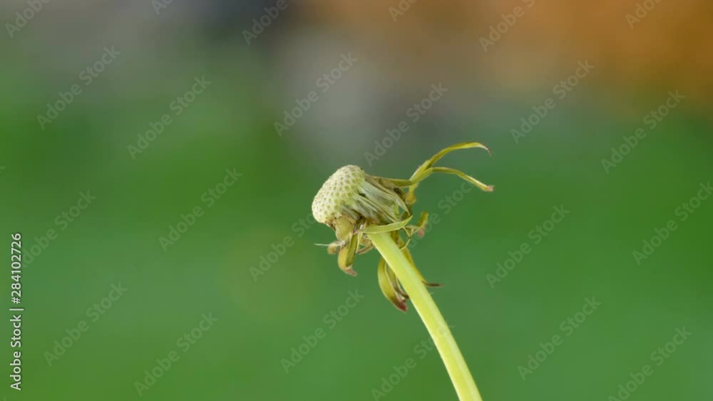 23702_The_sepal_of_the_flowers_and_the_stalk.mov 23702_The_sepal_of_the_flowers_and_the_stalk.mov