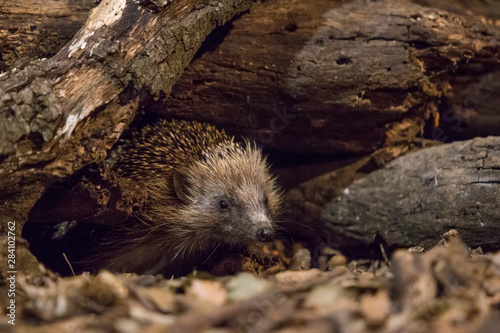 Hedgehog coming out of the burrow.