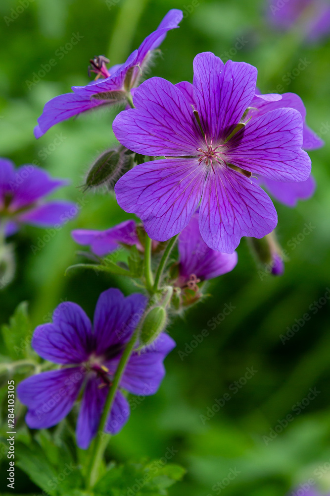 Fototapeta premium Geranium pratense in garden. Purple flowers of geranium pratense. F
