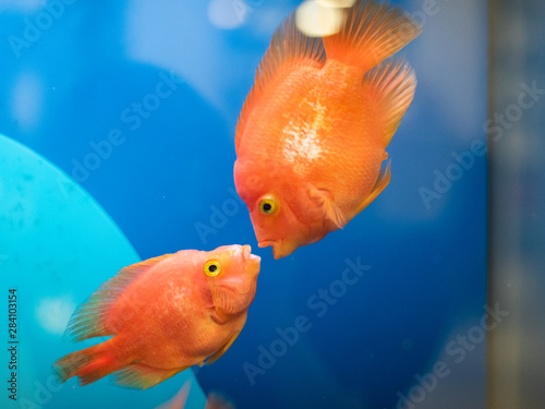 Two kissing goldfish in an aquarium 