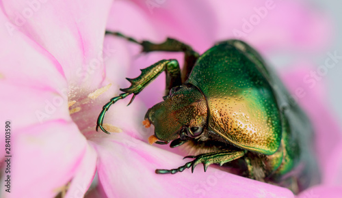 Green rose chafer on the flowers of Phlox