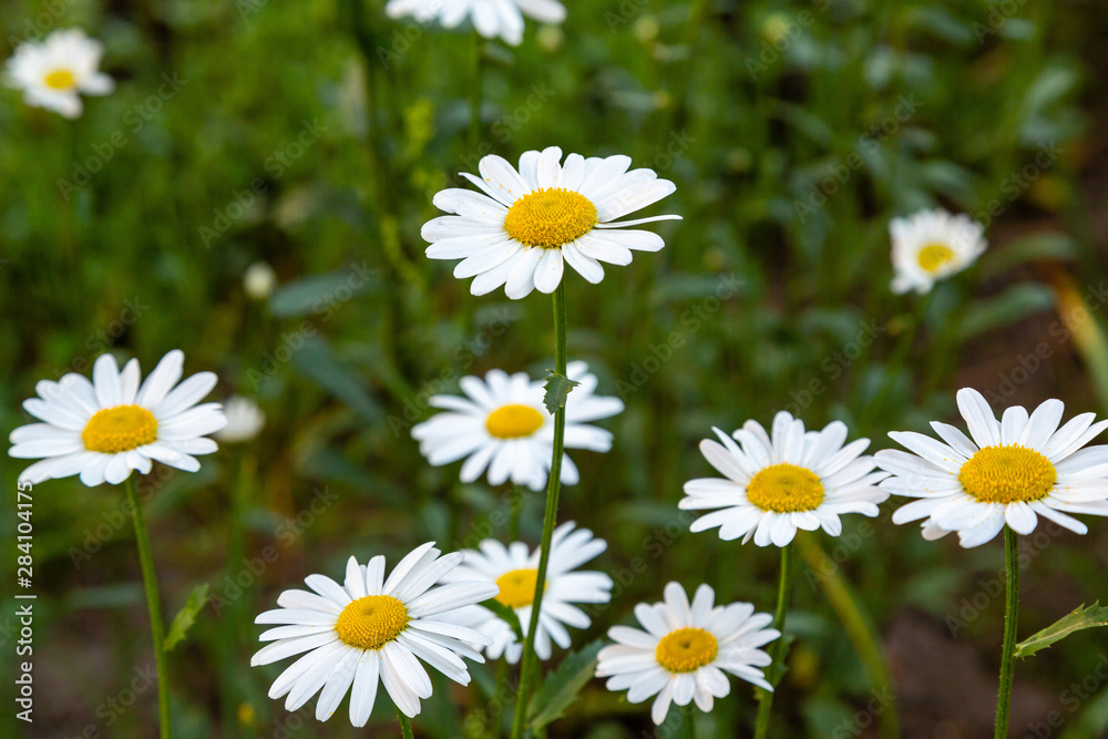 Daisies on a green meadow. Flower background with camomile (chamomile) and green grass