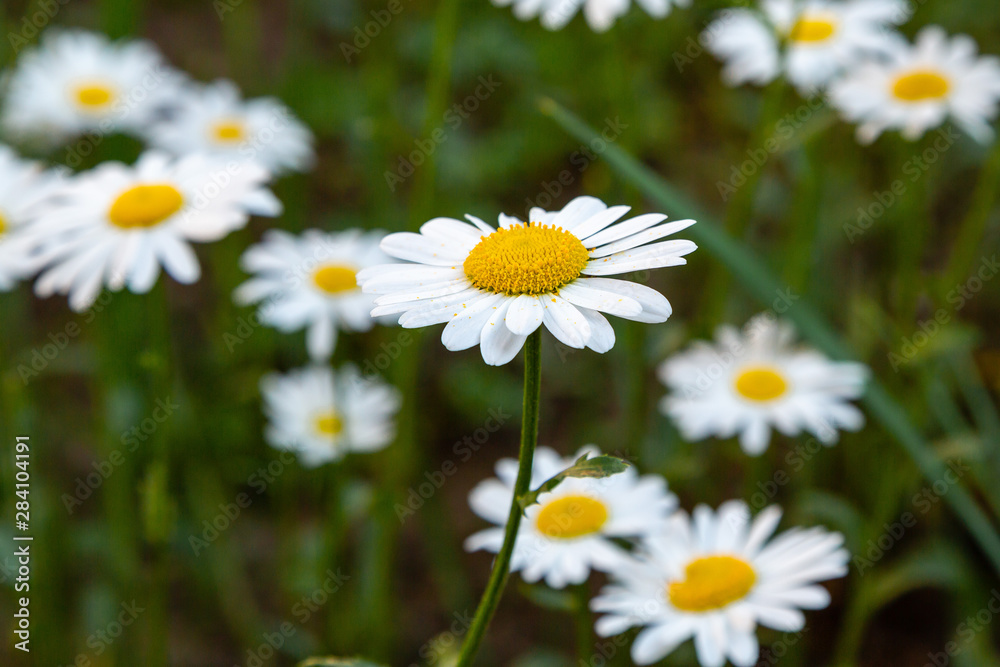 Daisies on a green meadow. Flower background with camomile (chamomile) and green grass