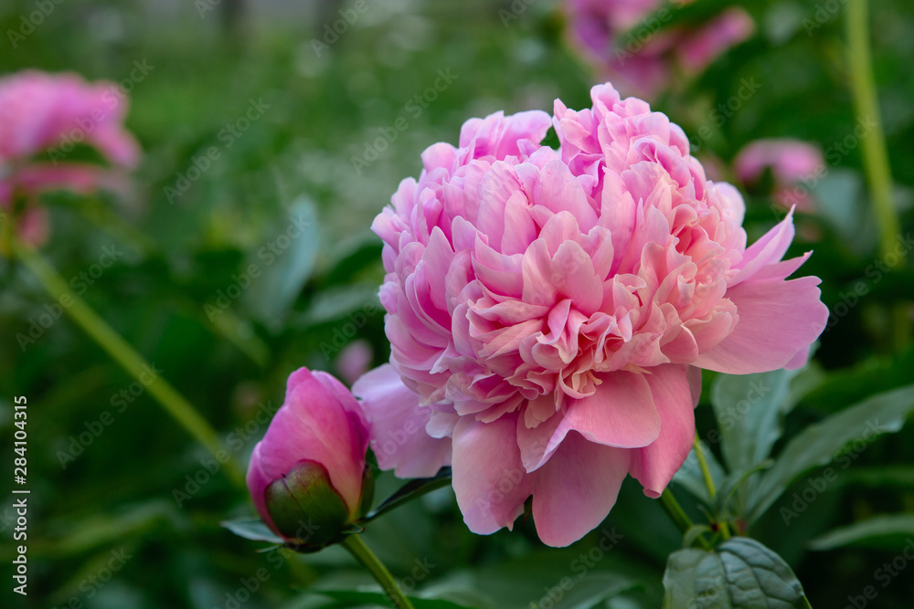 Pink flowers peonies flowering on background pink peonies. Peonies garden.