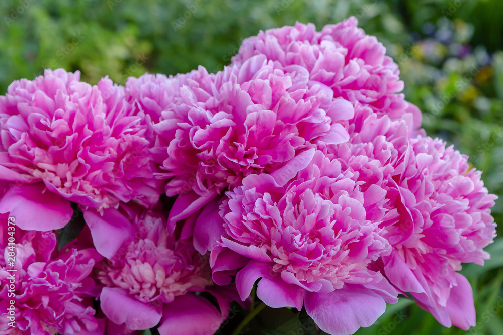 Pink flowers peonies flowering on background pink peonies. Peonies garden.