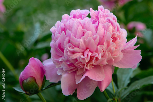 Pink flowers peonies flowering on background pink peonies. Peonies garden.