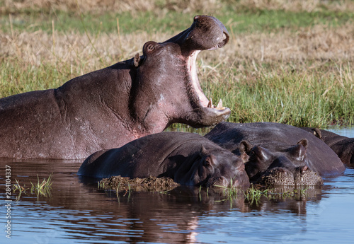 One hippo yawns, to show power over other prostrate hippos in Botswana