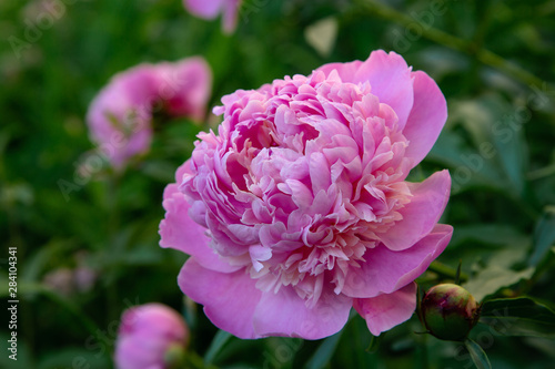 Pink flowers peonies flowering on background pink peonies. Peonies garden.