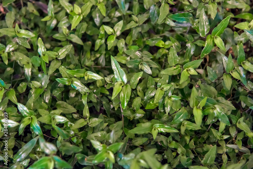 Tradescantia fluminensis leaves  view. photo