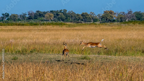 impala running