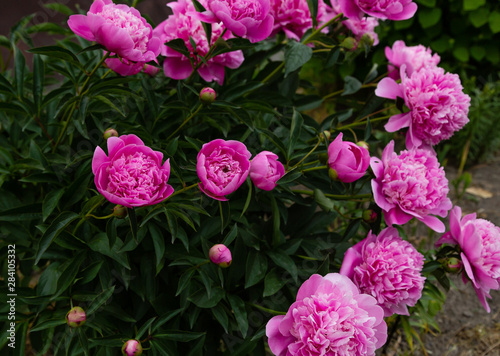 Flowering pink peonies in the garden. Beautiful purple peony flowers.