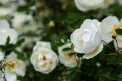 White wild rose  Rosa rugosa  in the garden