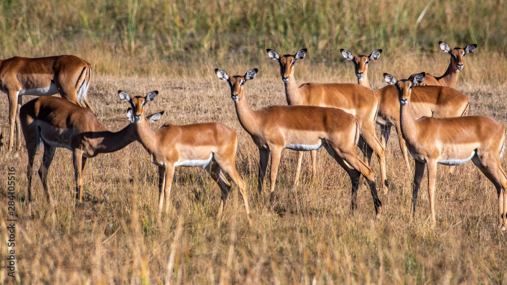 impala running impala running