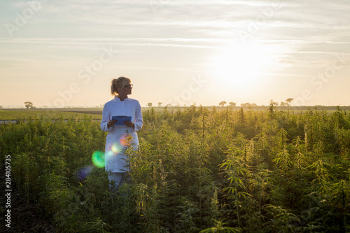 Scientist observing CBD hemp plants on marijuana field and taking notes © MexChriss