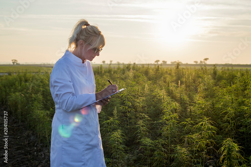 Scientist observing CBD hemp plants on marijuana field and taking notes