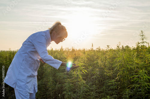 Scientist observing CBD hemp plants on marijuana field and taking notes