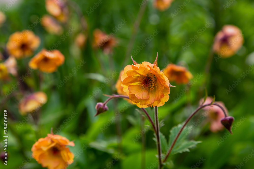 Geum x hybridum in spring garden. Avens 'Totally Tangerine', 'Tim's Tangerine ornamental perennial plant. Geum x hybridum in spring garden. Avens 'Totally Tangerine', 'Tim's Tangerine ornamental perennial plant.