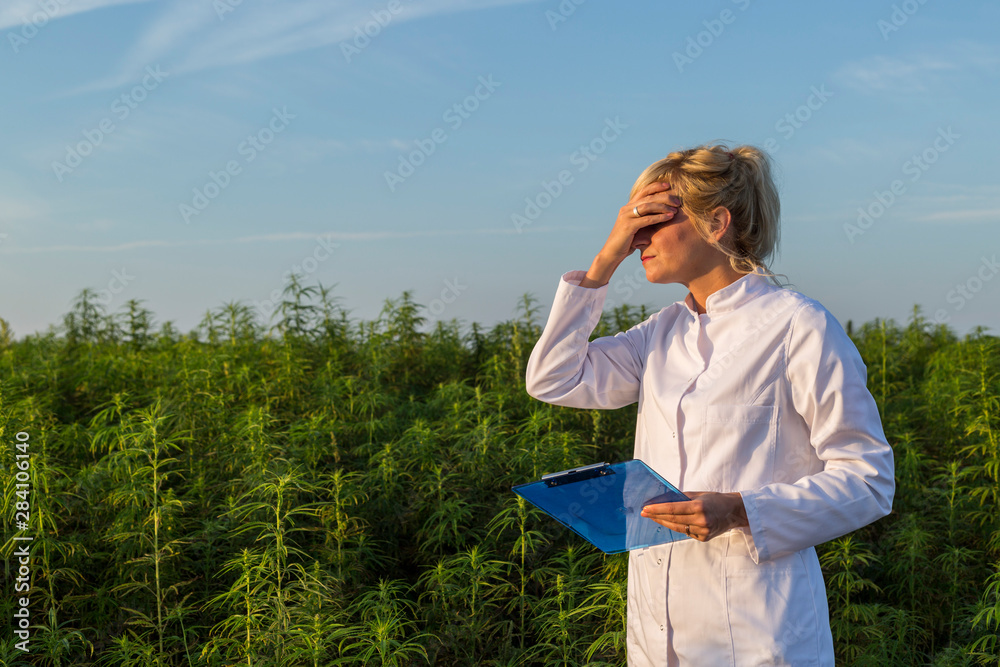 Scientist on marijuana field holding on forehead unhappy with CBD hemp plants Scientist on marijuana field holding on forehead unhappy with CBD hemp plants