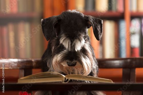 Fotografía Exam stress,  Miniature schnauzer in the library