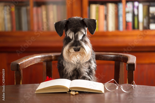 Miniature schnauzer dog reads a book in the classroom