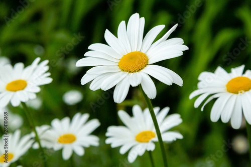 Garden daisies        . Leucanthemum vulgare  on a natural background. Flowering of daisies. Oxeye daisy  Daisies  Dox-eye  Common daisy  Dog daisy  Moon daisy. Gardening concept