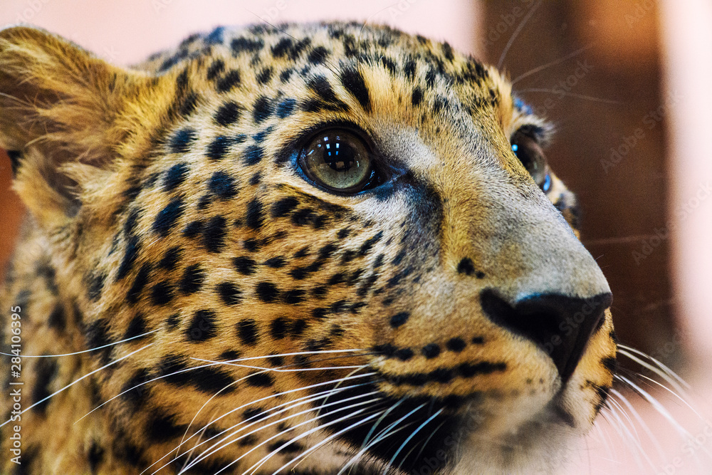 Obraz premium leopard